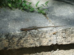 Algyroides nigropunctatus