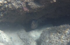 Gymnothorax undulatus