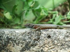 Algyroides nigropunctatus