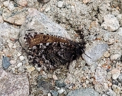 Oeneis melissa semidea