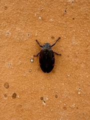 Prosapia ignifera
