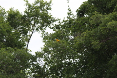 Icterus nigrogularis