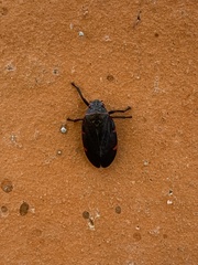Prosapia ignifera