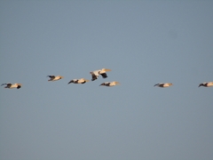 Pelecanus onocrotalus