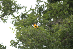 Icterus nigrogularis