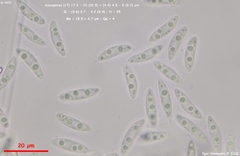 Phaeohelotium fulvidulum