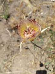 Calochortus fimbriatus