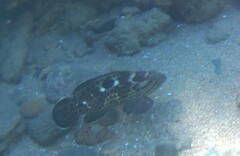 Epinephelus andersoni