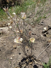 Calochortus fimbriatus