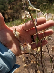 Calochortus fimbriatus
