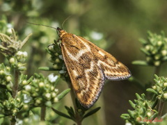 Pyrausta limbopunctalis