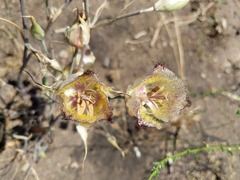 Calochortus fimbriatus