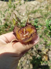 Calochortus fimbriatus