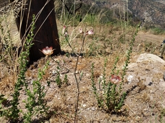 Calochortus fimbriatus