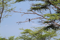 Crotophaga sulcirostris