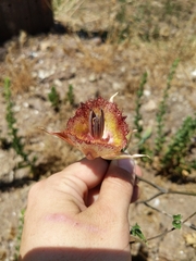Calochortus fimbriatus