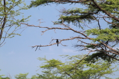 Crotophaga sulcirostris