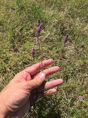 Dalea tenuis