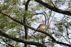 Gampsonyx swainsonii