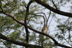 Gampsonyx swainsonii