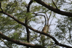 Gampsonyx swainsonii