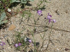 Matthiola tricuspidata