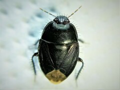 Macroscytus brunneus