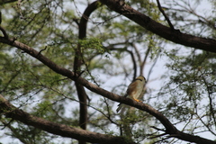 Gampsonyx swainsonii