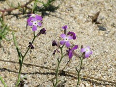 Matthiola tricuspidata