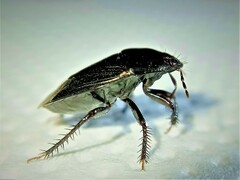 Macroscytus brunneus