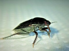 Macroscytus brunneus