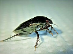 Macroscytus brunneus