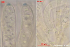Phaeohelotium fulvidulum