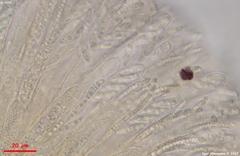 Phaeohelotium fulvidulum