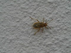 Rhopalus parumpunctatus