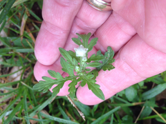 Parthenium bipinnatifidum