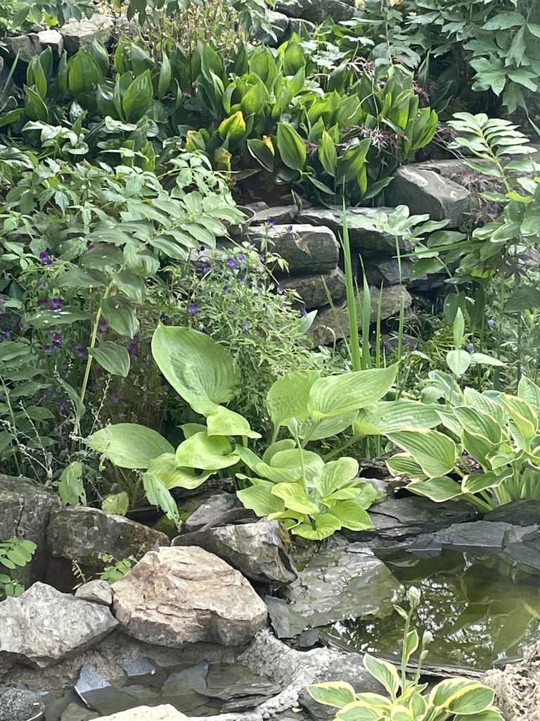 Rufous Hummingbird from Salmon River Rd, Spallumcheen, BC, CA on July 3
