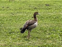 Alopochen aegyptiaca