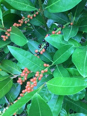 Citharexylum caudatum