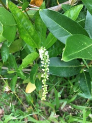 Citharexylum caudatum