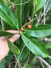 Citharexylum caudatum
