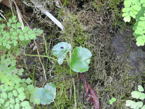 Hydrocotyle mannii image