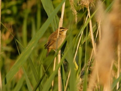 Acrocephalus schoenobaenus