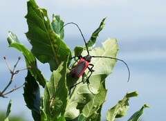 Purpuricenus kaehleri