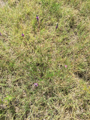 Dalea tenuis