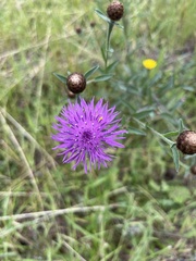 Centaurea thuillieri