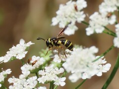 Ceriana vespiformis