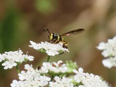 Ceriana vespiformis
