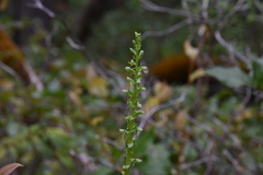 Platanthera stricta