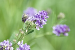 Medicago sativa
